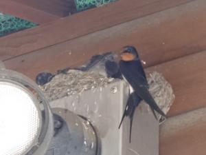 swallow2