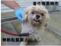 シーズー系雑種犬正面写真