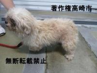 シーズー系雑種犬横向き写真