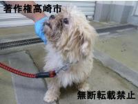 シーズー系雑種犬横顔写真