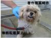 シーズー系雑種犬正面写真