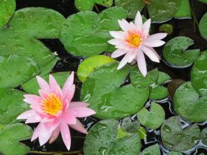 蓮の花①