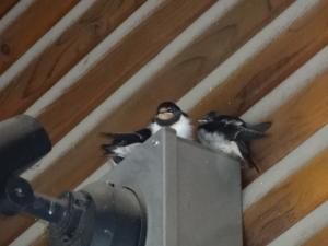 swallow2