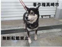 黒柴正面写真