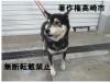黒柴正面写真