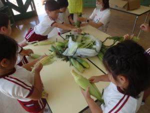 corn1