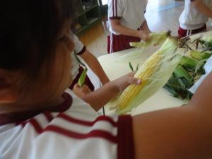 corn2