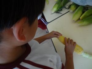 corn3