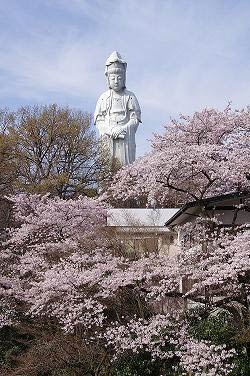 観音山の桜2