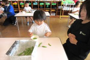 枝豆の鞘剥きの様子４