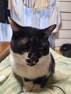 黒白猫正面写真