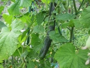 野菜の収穫の様子1