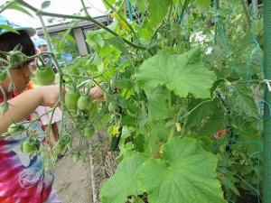 野菜の収穫の様子2