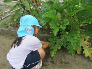 野菜の収穫の様子3