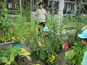 野菜の収穫の様子4