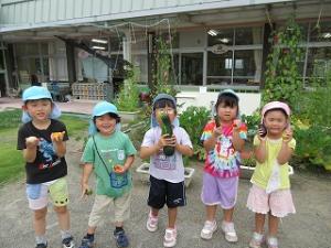 野菜の収穫の様子5