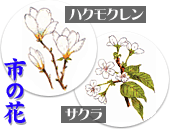 市の花　ハクモクレンと桜