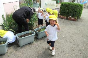 野菜の収穫をする年少と年中の子どもたち１