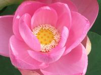 開花1日目の大賀蓮の写真