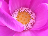 上から見た開花1日目の大賀蓮の写真