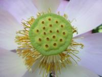 上から見た開花3日目の大賀蓮の写真