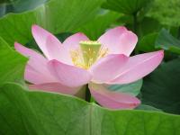 横から見た開花3日目の大賀蓮の写真