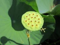 上から見た花が散った後の花托の写真