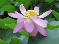 横から見た開花2日目の大賀蓮の写真