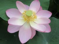 開花3日目の大賀蓮の写真