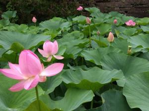 午後2時半頃の花びらが閉じた大賀蓮の様子