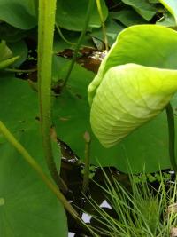水面から顔を出した大賀蓮のつぼみの写真