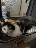 猫　正面