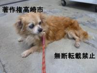 チワワ正面写真