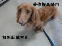 ダックスフント正面写真
