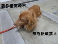 ダックスフント横写真