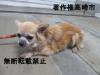 雑種チワワ系正面写真