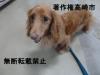 ダックスフンド正面の写真