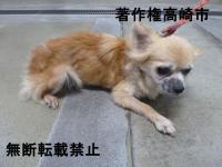雑種チワワ系横写真