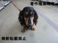 黒色ダックスフンド正面写真