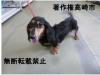 黒色ダックスフンド正面写真