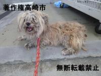 雑種正面写真
