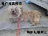 雑種正面写真