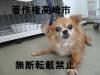 チワワ正面写真