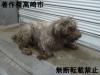 マルチーズ正面写真