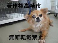 チワワ正面