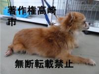 チワワ右側