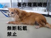 チワワ左側