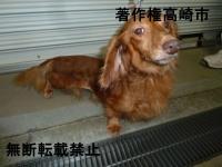 ダックス正面