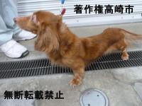 ダックス左