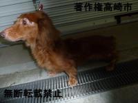 ダックス左斜め